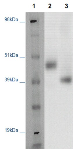 Eurofins Discoverx&nbsp;PathHunter CHO-K1 MRGPRF β-Arrestin Orphan GPCR Cell Line, 2 vials. (93-0433C2A)