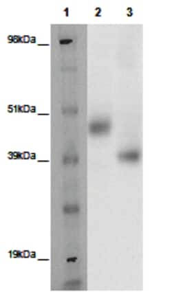 Eurofins Discoverx PathHunter eXpress MRGPRF CHO-K1 β-Arrestin Orphan GPCR
