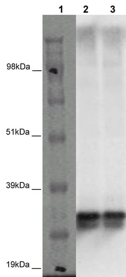 Eurofins Discoverx&nbsp;PathHunter CHO-K1 MRGPRE β-Arrestin Orphan GPCR Cell Line, 2 vials. (93-0438C2A)