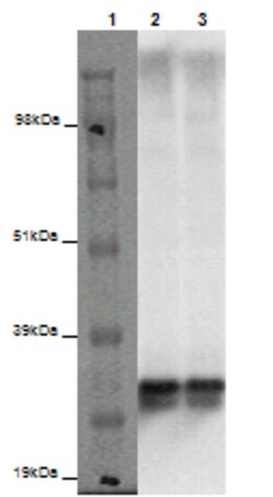 Eurofins Discoverx&nbsp;PathHunter eXpress MRGPRE CHO-K1 β-Arrestin Orphan GPCR Assay, 2-Plate Kit. (93-0438E2ACP1M)