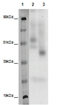 Eurofins Discoverx&nbsp;PathHunter eXpress GPR83 CHO-K1 β-Arrestin Orphan GPCR Assay, 2-Plate Kit. (93-0441E2ACP1M)