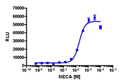 Eurofins Discoverx PathHunter CHO-K1 mADORA2B β-Arrestin Cell Line, 2 vials. (93-0469C2)