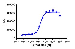 Eurofins Discoverx&nbsp;PathHunter eXpress mCNR2 CHO-K1 β-Arrestin GPCR Assay, 10-Plate Kit. (93-0472E2MCP0L)
