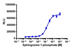 Eurofins Discoverx PathHunter eXpress mEDG1 CHO-K1 β-Arrestin GPCR Assay,