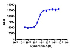 Eurofins Discoverx&nbsp;PathHunter eXpress mOPRK1 CHO-K1 β-Arrestin GPCR Assay, 10-Plate Kit. (93-0480E2MCP0L)