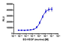 Eurofins Discoverx&nbsp;PathHunter eXpress rPROKR2 CHO-K1 β-Arrestin GPCR Assay, 2-Plate Kit. (93-0482E2RCP0M)