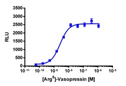 Eurofins Discoverx&nbsp;PathHunter CHO-K1 AVPR1B β-Arrestin Cell Line, 2 vials. (93-0486C2)