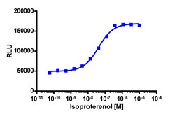 Eurofins Discoverx&nbsp;PathHunter eXpress ADRB1 CHO-K1 β-Arrestin GPCR Assay, 10-Plate Kit. (93-0488E2CP0L)