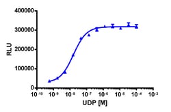 Eurofins Discoverx&nbsp;PathHunter CHO-K1 P2RY6 β-Arrestin Cell Line, 2 vials. (93-0500C2)