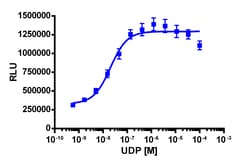 Eurofins Discoverx&nbsp;PathHunter eXpress P2RY6 CHO-K1 β-Arrestin GPCR Assay, 2-Plate Kit. (93-0500E2CP19M)