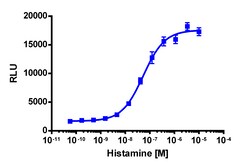 Eurofins Discoverx&nbsp;PathHunter eXpress HRH1 CHO-K1 β-Arrestin GPCR Assay, 2-Plate Kit. (93-0503E2CP2M)