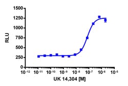 Eurofins Discoverx&nbsp;PathHunter CHO-K1 ADRA2C β-Arrestin Cell line, 2 vials. (93-0511C2)