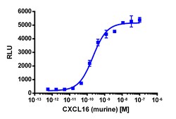 Eurofins Discoverx&nbsp;PathHunter eXpress mCXCR6 CHO-K1 β-Arrestin GPCR Assay, 2-Plate Kit. (93-0512E2MCP0M)