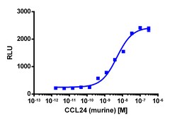 Eurofins Discoverx&nbsp;PathHunter eXpress mCCR3 CHO-K1 β-Arrestin GPCR Assay, 10-Plate Kit. (93-0522E2MCP0L)