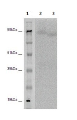 Eurofins Discoverx&nbsp;PathHunter CHO-K1 LGR5 (GPR49) β-Arrestin Orphan GPCR Cell Line, 2 vials. (93-0526C2A)