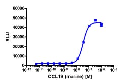 Eurofins Discoverx PathHunter CHO-K1 mCCR7 β-Arrestin Cell Line, 2 vials.