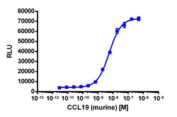 Eurofins Discoverx&nbsp;PathHunter eXpress mCCR7 CHO-K1 β-Arrestin GPCR Assay, 10-Plate Kit. (93-0528PE2MCP0L)