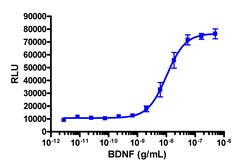 Eurofins Discoverx PathHunter U2OS TrkB-P75 Functional Assay, 2 vials.