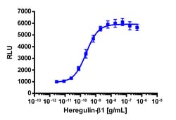 Eurofins Discoverx&nbsp;PathHunter eXpress ErbB2-ErbB3 Functional Assay, 2-Plate Kit. (93-0535E3CP16M)