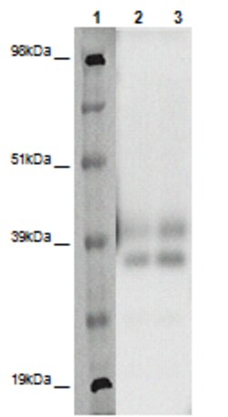 Eurofins Discoverx&nbsp;PathHunter eXpress MRGPRX4 CHO-K1 β-Arrestin Orphan GPCR Assay, 2-Plate Kit. (93-0541E2ACP1M)