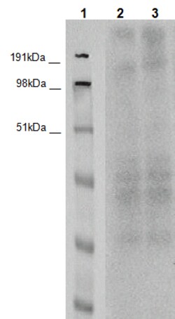 Eurofins Discoverx&nbsp;PathHunter CHO-K1 BAI1 β-Arrestin Orphan GPCR Cell Line, 2 vials. (93-0545C2)