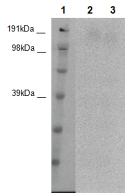 Eurofins Discoverx&nbsp;PathHunter CHO-K1 BAI3 β-Arrestin Orphan GPCR Cell Line, 2 vials. (93-0547C2)