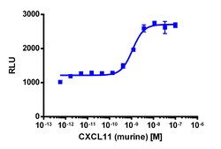 Eurofins Discoverx PathHunter CHO-K1 mCXCR3 β-Arrestin Cell Line, 2 vials.