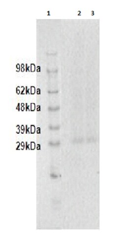 Eurofins Discoverx&nbsp;PathHunter CHO-K1 GPR18 β-Arrestin Orphan GPCR Cell Line, 2 vials. (93-0560C2A)