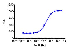 Eurofins Discoverx&nbsp;PathHunter CHO-K1 mHTR2A β-Arrestin Cell Line, 2 vials. (93-0567C2)