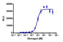 Eurofins Discoverx&nbsp;PathHunter CHO-K1 mGCGR β-Arrestin Cell Line, 2 vials. (93-0575C2)