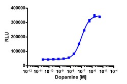 Eurofins Discoverx&nbsp;PathHunter eXpress DRD2L (Long Isoform) CHO-K1 β-Arrestin GPCR Assay, 10pl Kit. (93-0579E2CP2L)