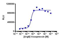 Eurofins Discoverx PathHunter eXpress AVPR2 CHO-K1 β-Arrestin GPCR Assay,