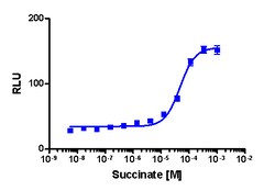 Eurofins Discoverx&nbsp;PathHunter CHO-K1 mGPR91 (SUCNR1) β-Arrestin Cell Pool, 2 vials. (93-0589P2)