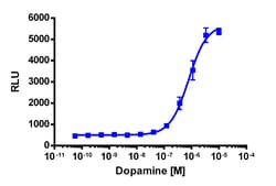 Eurofins Discoverx&nbsp;PathHunter CHO-K1 DRD1 β-Arrestin Cell Line, 2 vials. (93-0590C2)
