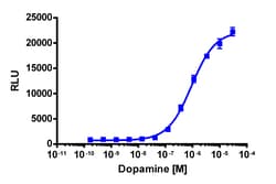 Eurofins Discoverx PathHunter eXpress DRD1 CHO-K1 β-Arrestin GPCR Assay,
