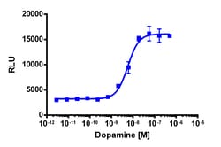 Eurofins Discoverx PathHunter U2OS DRD3 β-Arrestin Cell Line, 2 vials.