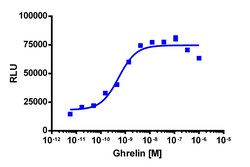 Eurofins Discoverx PathHunter eXpress mGHSR1a CHO-K1 β-Arrestin GPCR Assay,