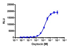 Eurofins Discoverx&nbsp;PathHunter CHO-K1 mOXTR β-Arrestin Cell Line, 2 vials. (93-0612C2)