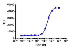 Eurofins Discoverx&nbsp;PathHunter CHO-K1 mPTAFR β-Arrestin Cell Line, 2 vials. (93-0614C2)