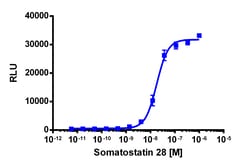 Eurofins Discoverx&nbsp;PathHunter CHO-K1 mSSTR2 β-Arrestin Cell Line, 2 vials. (93-0616C2)