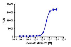 Eurofins Discoverx&nbsp;PathHunter eXpress mSSTR2 CHO-K1 β-Arrestin GPCR Assay, 10-Plate Kit. (93-0616E2MCP2L)