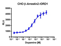 Eurofins Discoverx&nbsp;PathHunter CHO-K1 rDRD1 β-Arrestin Cell Line, 2 vials. (93-0620C2)