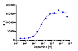 Eurofins Discoverx&nbsp;PathHunter eXpress rDRD1 CHO-K1 β-Arrestin GPCR Assay, 10-Plate Kit. (93-0620E2CP2L)
