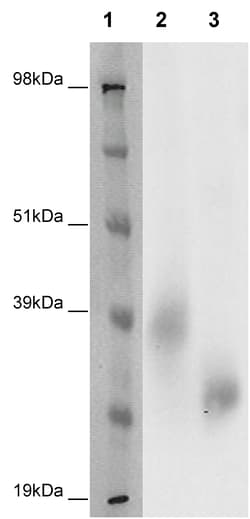 Eurofins Discoverx&nbsp;PathHunter CHO-K1 GPR3 β-Arrestin Orphan GPCR Cell Line, 2 vials. (93-0626C2)