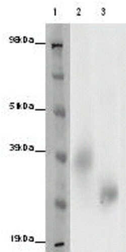 Eurofins Discoverx&nbsp;PathHunter eXpress GPR3 CHO-K1 β-Arrestin Orphan GPCR Assay, 10-Plate Kit. (93-0626E2CP1L)