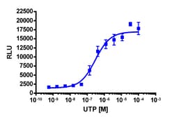 Eurofins Discoverx&nbsp;PathHunter U2OS P2RY2 β-Arrestin Cell Line, 2 vials. (93-0628C3)