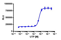Eurofins Discoverx&nbsp;PathHunter eXpress P2RY2 U2OS β-Arrestin GPCR Assay, 2-Plate Kit. (93-0628E3CP5M)