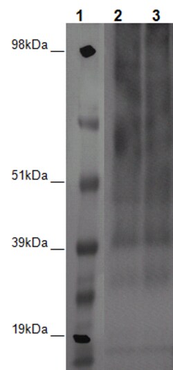 Eurofins Discoverx&nbsp;PathHunter eXpress GPR6 U2OS β-Arrestin Orphan GPCR Assay, 2-Plate Kit. (93-0634E3CP1M)