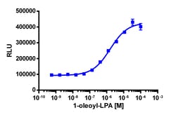 Eurofins Discoverx PathHunter eXpress EDG7 CHO-K1 β-Arrestin GPCR Assay,