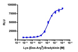 Eurofins Discoverx PathHunter CHO-K1 BDKRB1 β-Arrestin Cell Line, 2 vials.